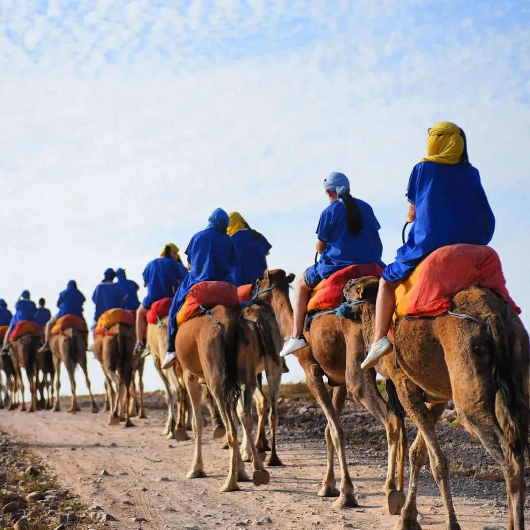 Sunset Camel Journey Through the Palmeraie