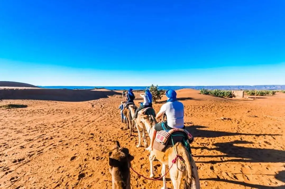 Sunset Camel Journey Through the Palmeraie — photo 4